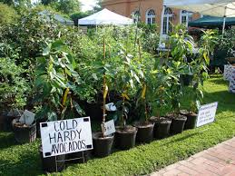 Still, there are home growers with. Pin On Green Thumb I Hope