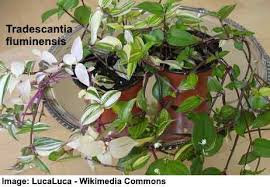 When it comes to humidity, in comparison to other tropicals that are grown indoors, this one isn't as demanding; Wandering Jew Plant Tradescantia Or Spiderwort Care Types And More