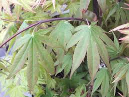 This is an excellent small shade tree for smaller gardens. Acer Palmatum Osakazuki