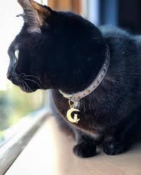 There are so many cheap cat collars out there, it's hard to know which one is best. Just 21 Cute Dog And Cat Collars You Can Get On Amazon
