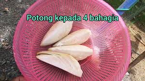 Jadi anda bisa memanfaatkan jantung pisang ambon yang telah direbus. Cara Ambil Jantung Pisang Rebus Jantung Pisang Cara Mudah Tidak Pahit Youtube