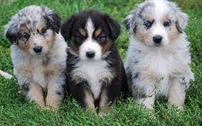 Maybe you would like to learn more about one of these? Bernese Mountain Dog Australian Shepherd Mix Gondalgandul Xyz Australian Sheep Dogs American Shepherd Miniature American Shepherd