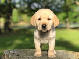 Kennel hounds, dogs and all kinds of cats Thick Lab Puppies For Sale Akc Breeder Labrador Retriever Labrador Retriever Puppies Lab Puppies