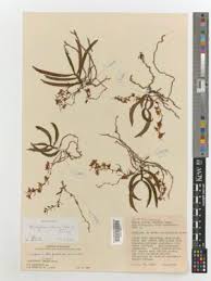 Image result for Rhipidoglossum globulosocalcaratum