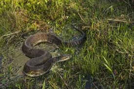 Three different slides, three different wet experiences. How To Treat Snake Bites On Dogs