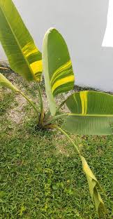 Image result for Strelitzia nicolai