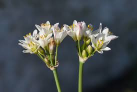 Image result for Nothoscordum borbonicum