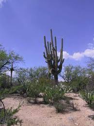 Saguaro cacti national park, arizona. Hiking Trail Recommendations Saguaro National Park U S National Park Service