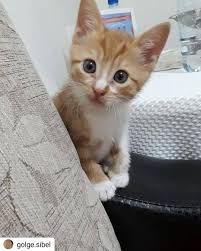 Boncuk Sezonu Basladi Repost Golge Sibel Ankara Yapracik Kedi Sahiplendirme Iletisi