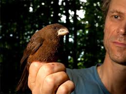 Image result for Canscora kirkii