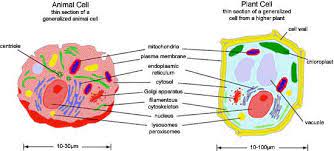 Photosensitization Of Subcellular Structures Teaching Science Plant Cell Biology