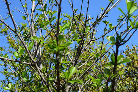 Image result for Ehretia obtusifolia