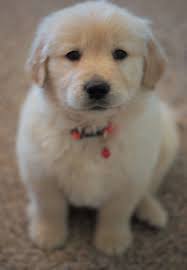 Maybe you would like to learn more about one of these? Golden Retriever Puppies For Sale Bristow Va 245502