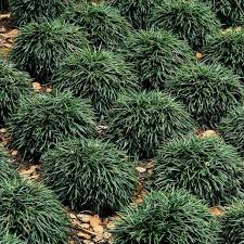 Image result for Ophiopogon