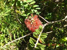 Image result for Melaleuca hypericifolia