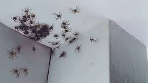 Video i 4k og hd klar til næsten enhver nle nu. Mother Finds Large Number Of Baby Spiders In Daughter S Bedroom Video Abc News
