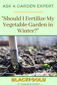 Should I Fertilize My Vegetable Garden In Winter Winter Garden Vegetable Garden Winter Vegetables Gardening