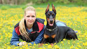 How Much Does A Doberman Pinscher Cost 2022