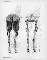 Bowed tendon refers to swelling in the superficial or deep digital flexor tendon, figure 1. Limbs Of The Horse Wikipedia