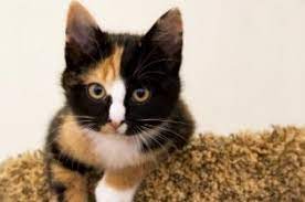 How Long Do Calico Cats Live Lovetoknow