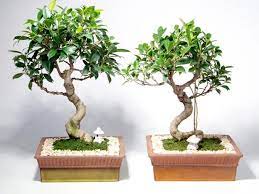 Growing a dwarf jade bonsai tree. Bonsai Tree Care The Basics On How To Grow Bonsai Hgtv
