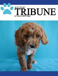 Animal Tribune Spring 2019 by Coulee Region Humane Society