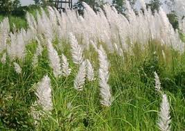 Image result for Saccharum spontaneum