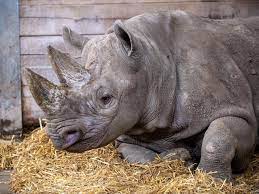 Rhino supports both 3d digitizing hardware and 3d scanned point cloud data. A Rare Black Rhino Is Being Released To Tanzania From The Uk As Part Of Conservation Efforts Earth Org Past Present Future