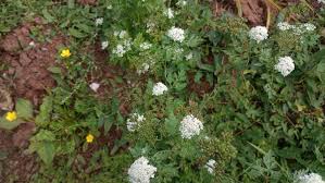 Image result for Afroligusticum