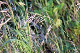 Check spelling or type a new query. Smooth Brome Grass