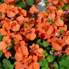 Image result for Diascia