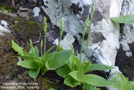 Image result for Tridactyle tridactylites