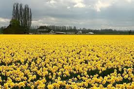 Pin By Abdullah Khamis On Plants Daffodils Daffodils Poem Daffodil Gardening
