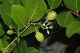 Image result for Chrysobalanaceae