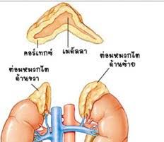 โรงงาน ผลิต ไบ โอ ดีเซล