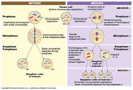 D1geneticswikid Mitosis Vs Meiosis Biologia Celular Bioquimica Redaccion De Textos
