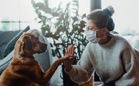 Maybe you would like to learn more about one of these? Curbside Veterinary Care Benefits For You And Your Pet Vca Animal Hospital