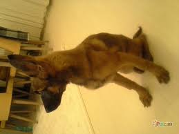 Safkan Belcika Malinois Kopek Petcim Com Malinois Belcika Malinois Belcika