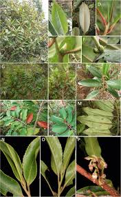 Image result for Pentaphylacaceae