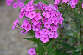 Image result for Motandra paniculata