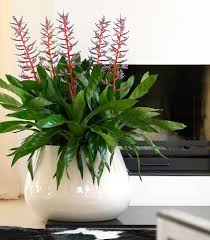 Image result for Aechmea