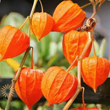 Check spelling or type a new query. Chinese Lanterns Wholesale Flowers Diy Wedding Flowers