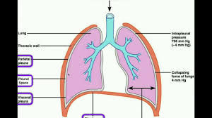 Anatomy Body Cavities Serous Membranes Youtube