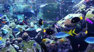 3 Hours Of Beautiful Coral Reef Fish Relaxing Ocean Fish Marine Aquarium Fish Aquarium Fish Aquarium Live Wallpaper