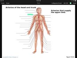 The external carotid artery supplies the areas of the head and neck external to the cranium. Artery And Vein Labeling Quiz Flashcards Easy Notecards