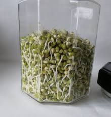 How To Make Moong Bean Sprouts Recipe Bean Sprouts How To Make Sprouts How To Make Beans
