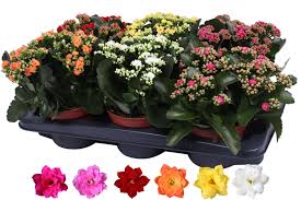 Image result for Kalanchoe rosalina