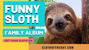 Alex nicholson said when his twin sons. Funny Sloth Family Album By Sloth Of The Day Youtube
