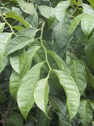 Image result for Oubanguia africana