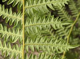 Image result for Pteridium aquilinum